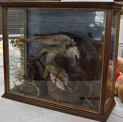 Lot 451 - Taxidermi: a Victorian peregrine falcon, with...