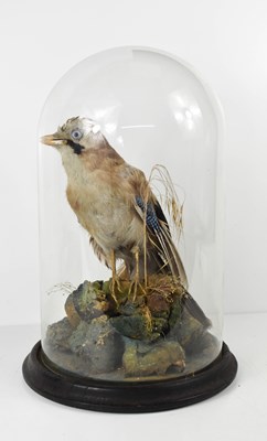 Lot 449 - A Victorian taxidermy Jay, with naturalistic...