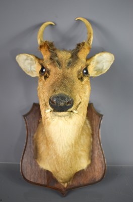 Lot 334 - A taxidermi deer head, mounted onto a shield...