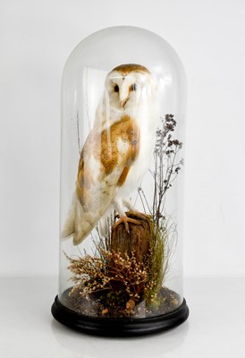 Lot 337 - A Victorian taxidermy barn owl, on a...