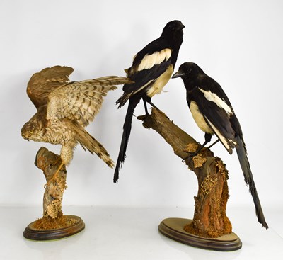Lot 335 - Taxidermy: a pair of magpies and a hawk, both...