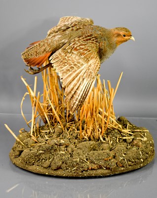 Lot 336 - A taxidermy grey partridge, raised on a...