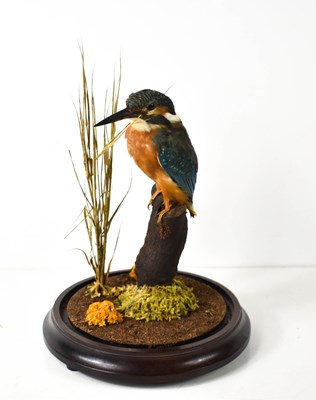 Lot 404 - Taxidermy: A European Kingfisher perched atop...