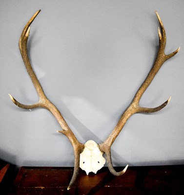 Lot 122 - A large pair of stag antlers, four pointer,...