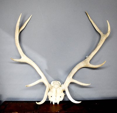 Lot 123 - A large pair of Whitetail stag antlers, four...