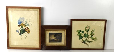 Lot 248 - Two watercolour paintings of flowers, 19cm by...