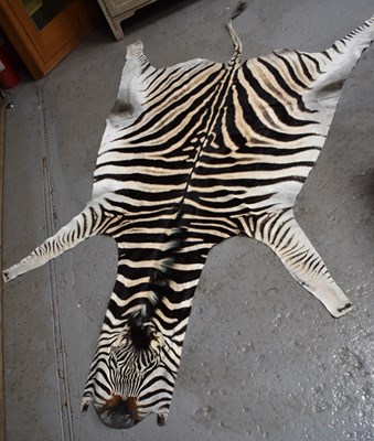Lot 544 - Taxidermy: A zebra skin rug, 237cm by 144cm.