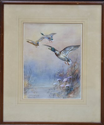 Lot 531 - William Powell (19th century): Flying Mallards,...