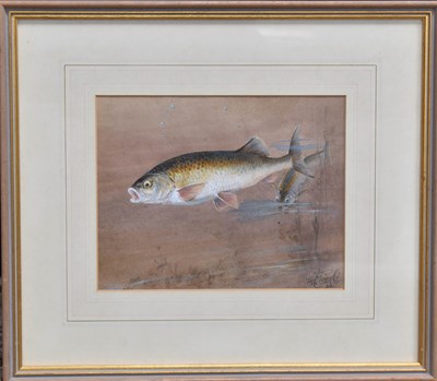 Lot 510 - William Powell (19th century): Trout study,...
