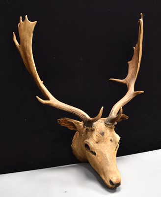 Lot 524 - An early 20th century taxidermy head and neck...