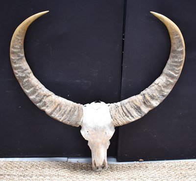Lot 526 - Taxidermy: Asian Water Buffalo, a large set of...