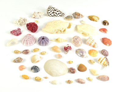 Lot 124 - A selection of various exotic shells and coral.